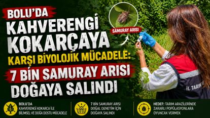 BOLU'DA KAHVERENGİ KOKARCAYA KARŞI BİYOLOJİK MÜCADELE: 7 BİN SAMURAY ARISI DOĞAYA SALINDI