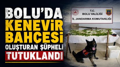 Bolu'da kenevir bahçesi oluşturan şüpheli tutuklandı