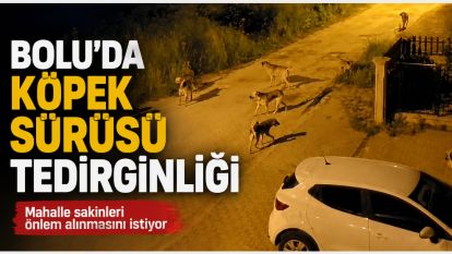 Bolu'da köpek sürüsü tedirginliği