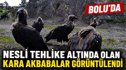 Bolu'da nesli tehlike altında olan kara akbabalar görüntülendi