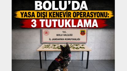 Bolu'da Yasa Dışı Kenevir Operasyonu: 3 Tutuklama