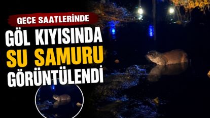 Gece saatlerinde göl kıyısında su samuru görüntülendi