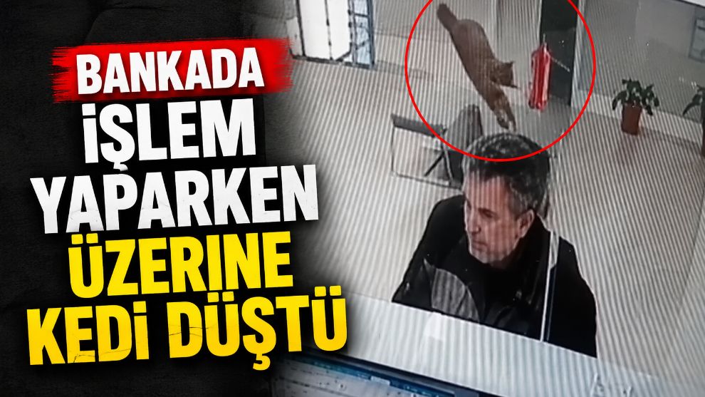 Bankada işlem yaparken üzerine kedi düştü
