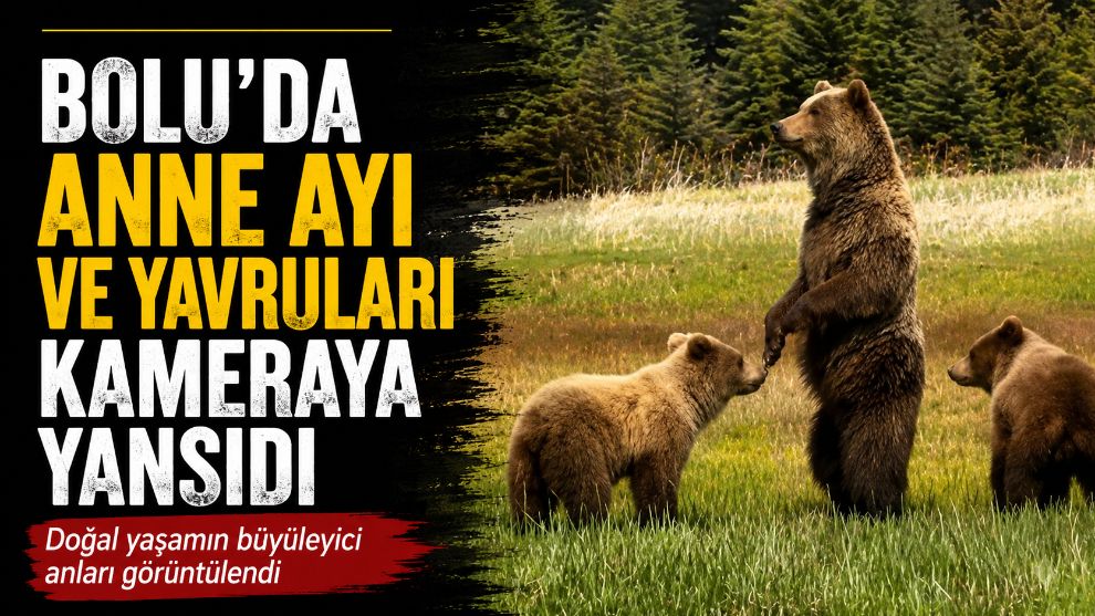 Bolu'da anne ayı ve yavruları kameraya yansıdı