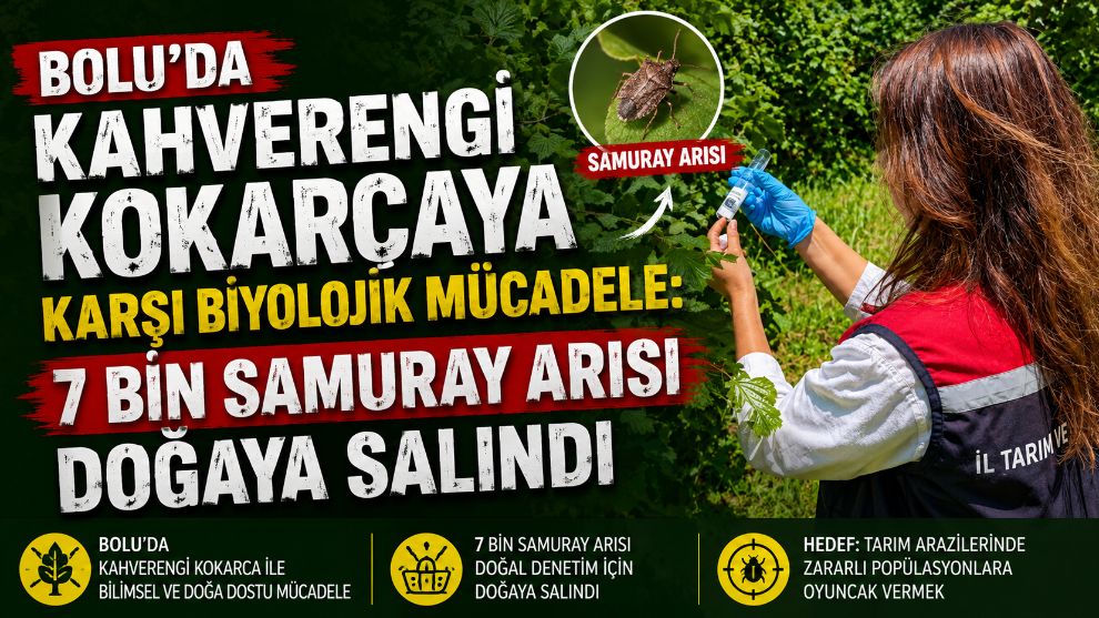 BOLU'DA KAHVERENGİ KOKARCAYA KARŞI BİYOLOJİK MÜCADELE: 7 BİN SAMURAY ARISI DOĞAYA SALINDI