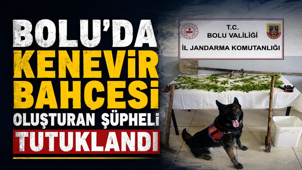 Bolu'da kenevir bahçesi oluşturan şüpheli tutuklandı
