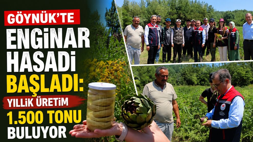 GÖYNÜK'TE ENGİNAR HASADI BAŞLADI: YILLIK ÜRETİM 1.500 TONU BULUYOR
