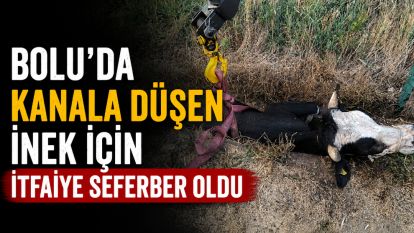 Bolu'da kanala düşen inek için itfaiye seferber oldu