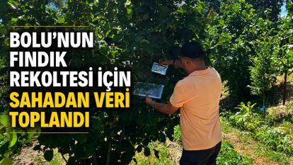 Bolu'nun fındık rekoltesi için sahadan veri toplandı