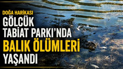 Doğa harikası Gölcük Tabiat Parkı'nda balık ölümleri yaşandı