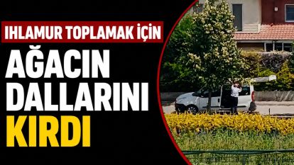Ihlamur Toplamak İçin Ağacın Dallarını Kırdı, Mahalleli Tepki Gösterdi