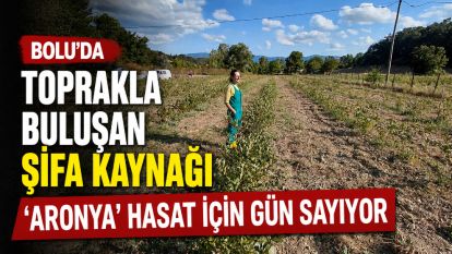 Toprakla buluşan şifa kaynağı 'Aronya' hasat için gün sayıyor