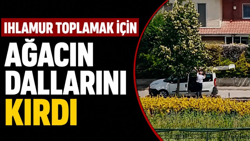 Ihlamur Toplamak İçin Ağacın Dallarını Kırdı, Mahalleli Tepki Gösterdi