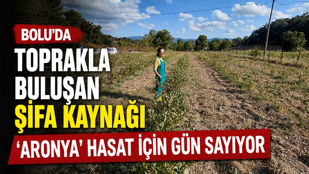 Toprakla buluşan şifa kaynağı 'Aronya' hasat için gün sayıyor
